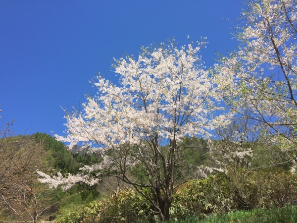 野麦の桜